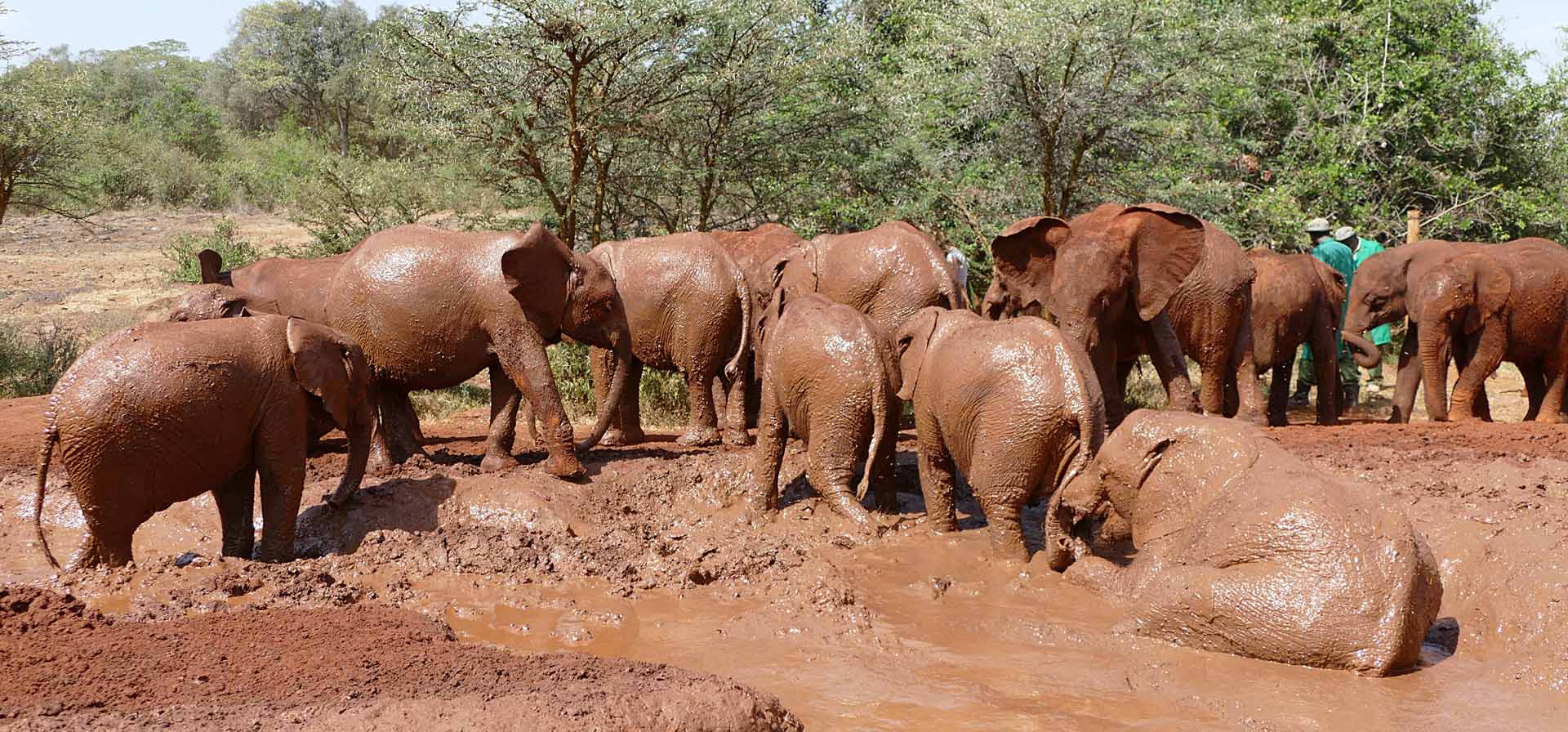 David Sheldrick Wildlife Trust