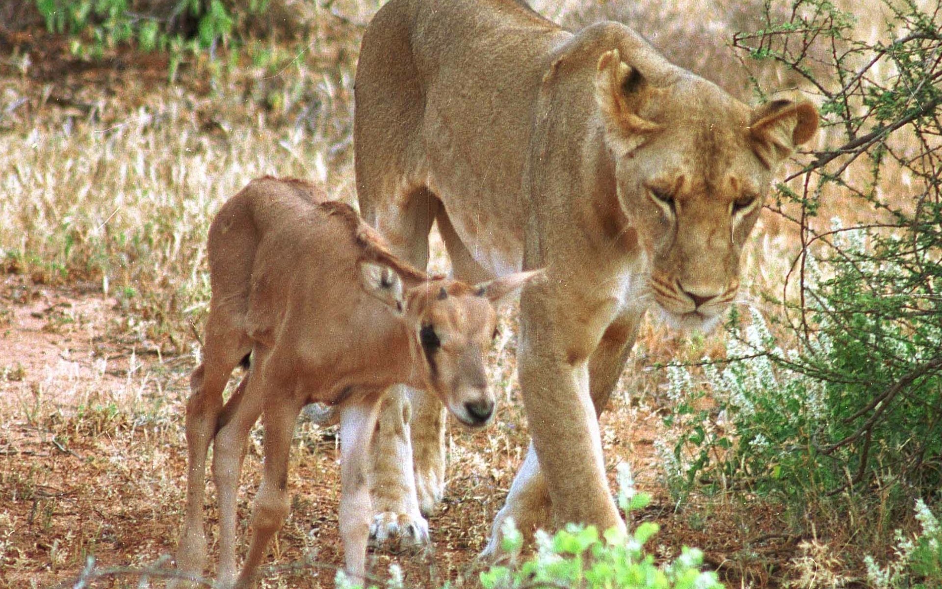 The Kenyan Lioness That Adopted 6 Beisa Oryxes