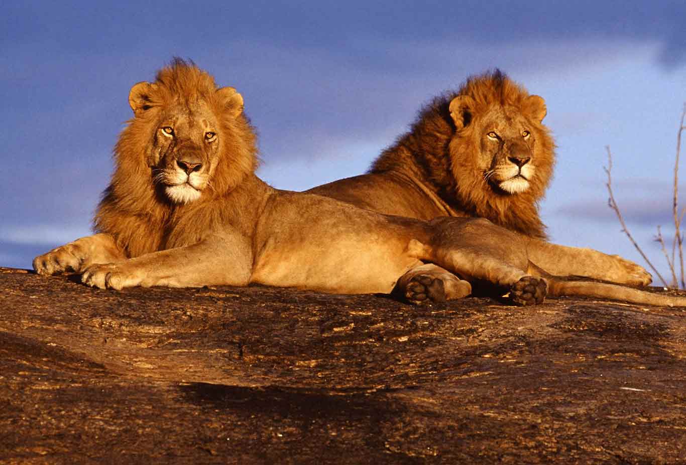 The Man Eaters of Tsavo