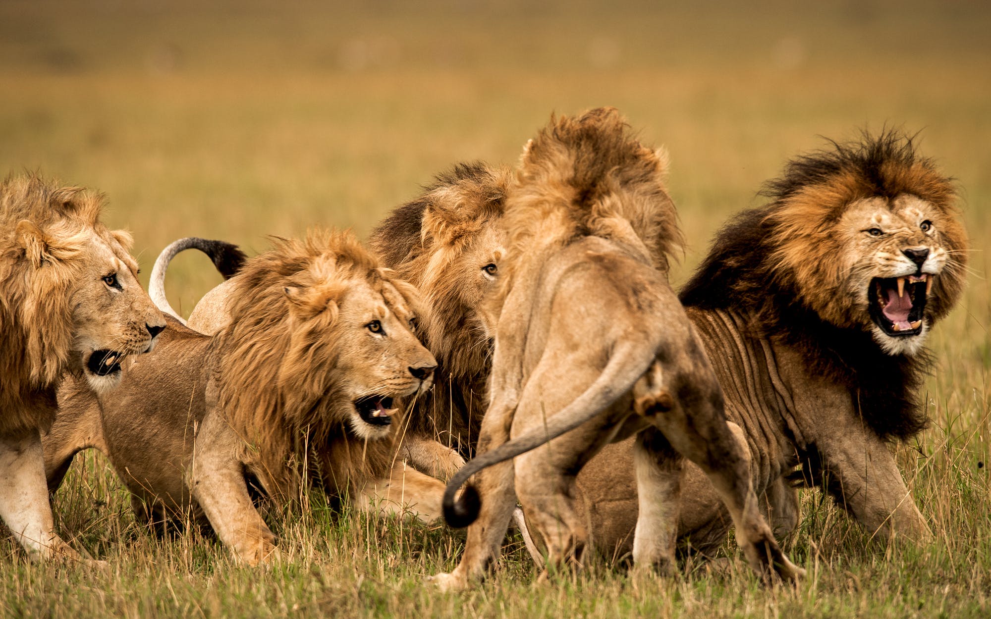 The Legendary Notch (Kali) & His Five Sons