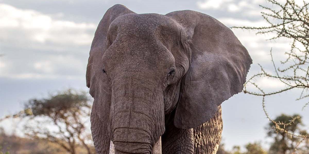 Thendora, The Queen Of Amboseli National Park